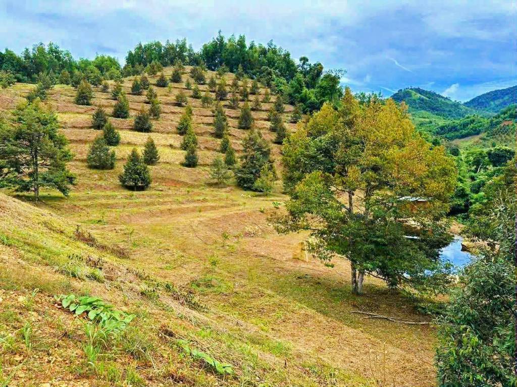 Bán đất vườn Sơn Trung, Khánh Sơn, sầu lâu năm, giáp suối 300m bao mát mẻ
