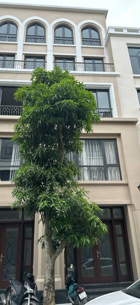 Bán nhà liền kề cọ xanh Vinhomes Ocean Park 2, Hưng Yên, dt 62m2, giá 7,15 tỷ