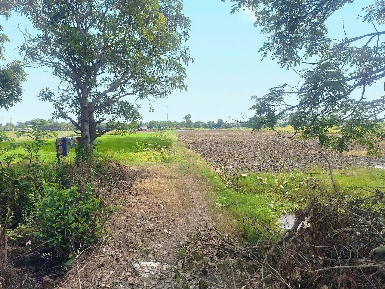 CẦN BÁN ĐẤT VƯỜN MẶT TIỀN BÔNG VĂN DĨA, BÌNH CHÁNH, 5600M2 SỔ CHÍNH CHỦ, GIÁ TỐT