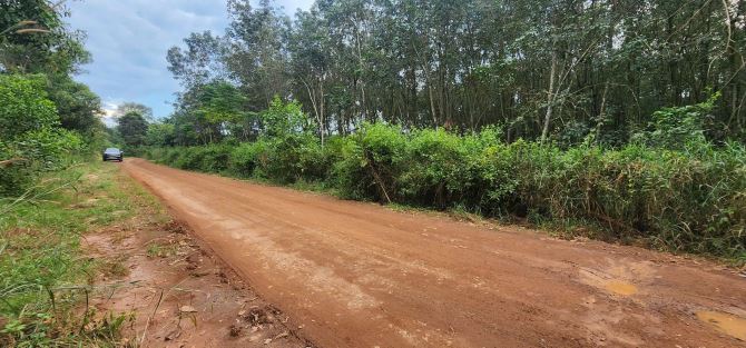 Bán 2,1ha đất CLN sát bên đường Mỹ Phước Tân Vạn Chánh Phú Hòa, Bình Dương