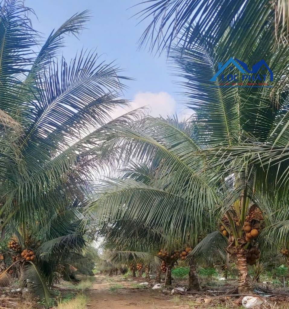 BÁN ĐẤT CẨM MỸ ĐỒNG NAI, SẴN VƯỜN DỪA XIÊM LỬA ĐANG CHO THU NHẬP ỔN ĐỊNH