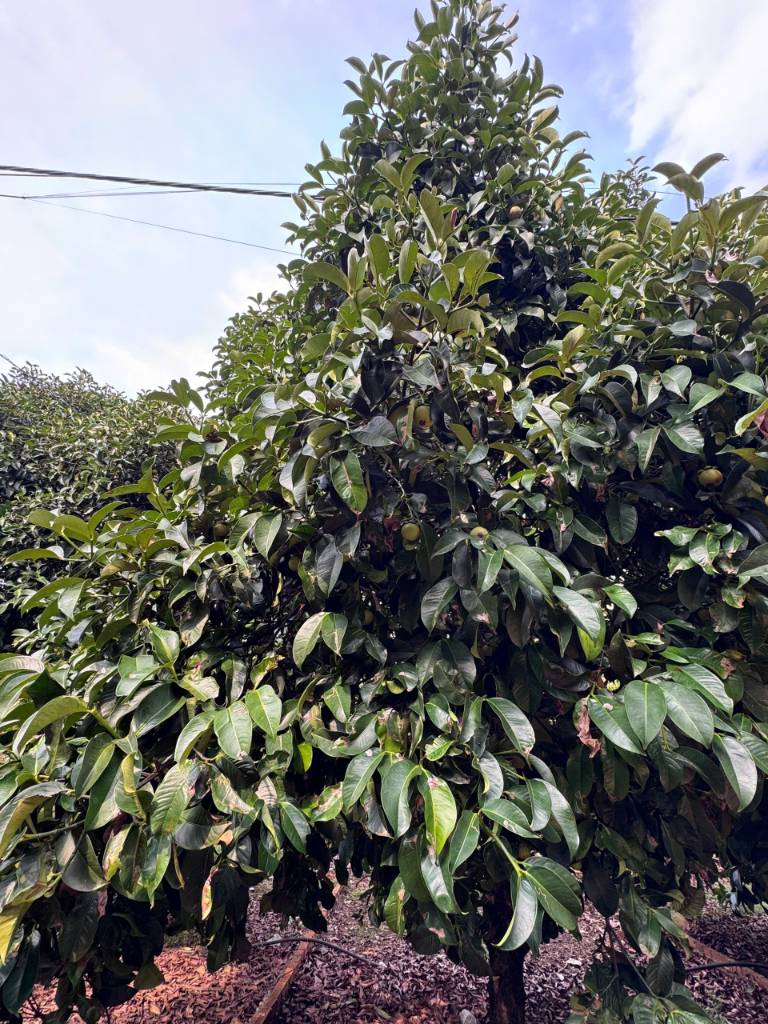 Bán đất chính chủ ngay nút giao Dầu Giây, Đồng Nai, chỉ hơn 600 triệu sở hữu đất sổ riêng