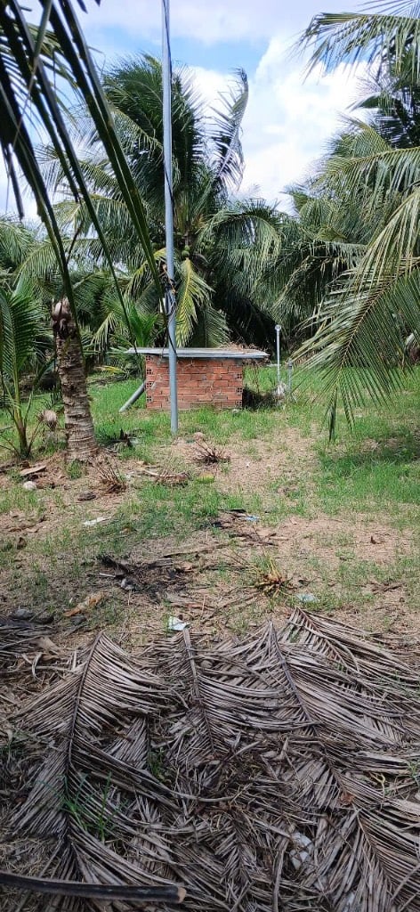Bán đất vườn dừa xiêm Lương Hòa, Bến Tre, đang cho trái, mua về chỉ việc thu hoạch