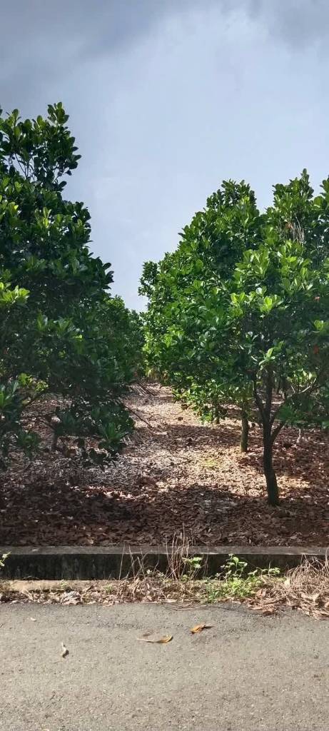 Bán 1 sào mít phủ hồng, 13.4m mặt tiền đường nhựa, suối cuối đất, khu dân cư giá 1,15 tỷ