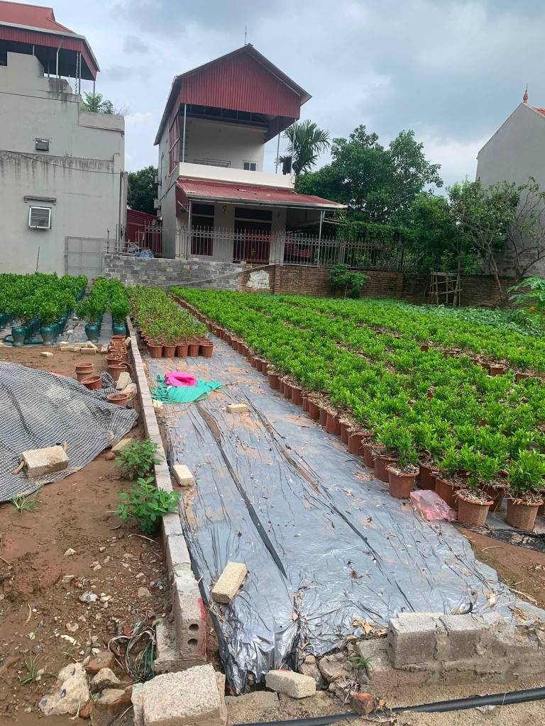 THANH LÝ, BÁN GẤP ĐẤT MỄ SỞ VĂN GIANG, ĐƯỜNG THÔNG APPHAN Ô TÔ ĐỖ CỬA, 162M2 GIÁ TỐT