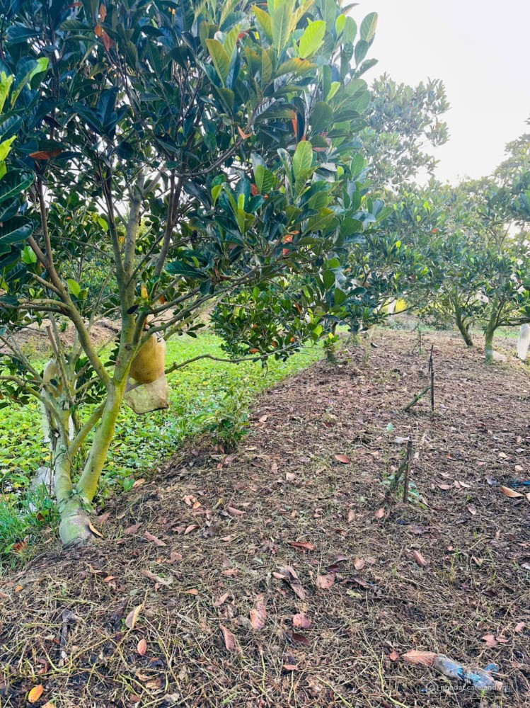 Cần bán vườn + nhà vila, đường Kinh 25,tại Xã Tháp Mười, Đồng Tháp,Hỗ trợ góp...
