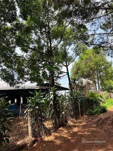 Bán đất nông, lâm nghiệp: Bán cụm trại heo và vườn cafe có thu hoạch