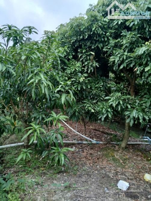 Bán đất nông, lâm nghiệp: Bán đất mặt tiền đường nhựa cạnh nút giao cao tốc - Võ