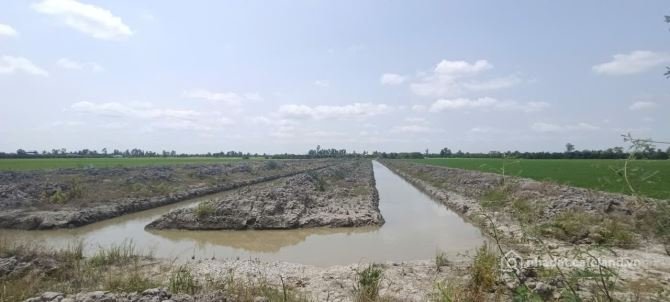 Bán đất nông, lâm nghiệp: Bán đất lúa đã lên líp: 30.000m² (Mặt tiền 28m, nở h