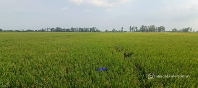 Bán đất nông, lâm nghiệp: Bán đất lúa: 18.600m² (Mặt tiền 120m x 150m) Đường