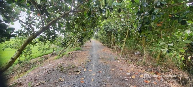 Bán đất nông, lâm nghiệp: Bán đất lúa: 4.500m² (Mặt tiền 50m, nở hậu) Đường đá
