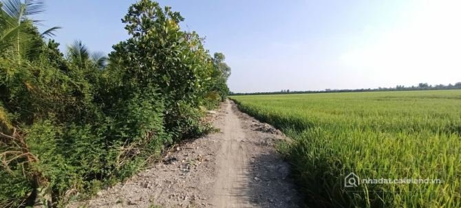 Bán đất nông, lâm nghiệp: Bán đất lúa: 7.700m² (40m x 198m, hậu 37m) Đường Thủ
