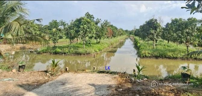 Bán đất nông, lâm nghiệp: Bán vườn xoài Hoà Lộc: 9.800m² (47m x 208m) Đường