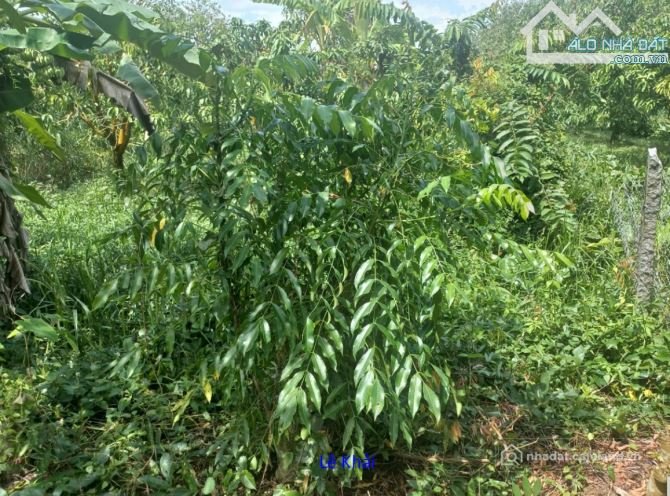 Bán đất nông, lâm nghiệp: Bán nền: 700m² (5.2m x 130m, cây lâu năm) Đường nhựa
