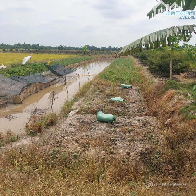 Bán đất nông, lâm nghiệp: 1 CÔNG ĐẤT LÚA(16X60) ĐƯỜNG BA GÁC CÁCH CHỢ CÁI CỎ 3KM