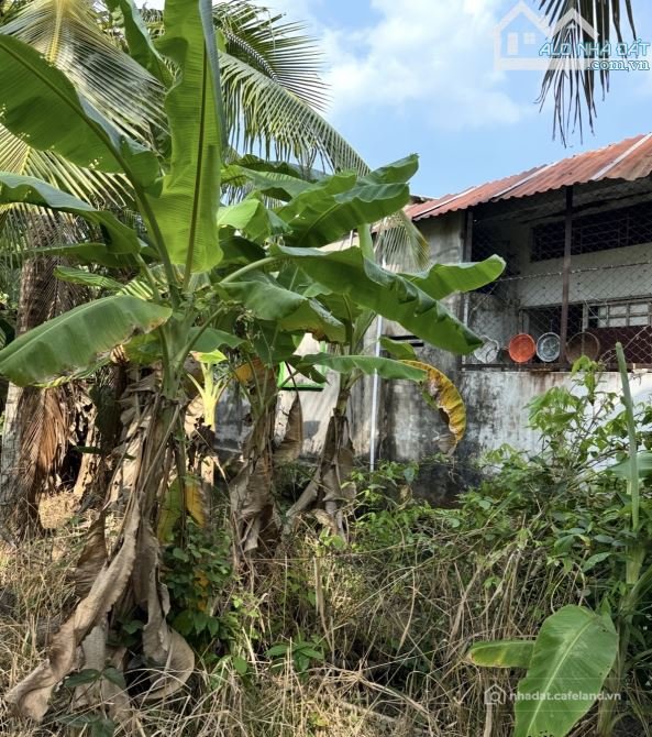 Bán đất nông, lâm nghiệp: BÁN 1000M2 ĐẤT HẺM 395 TRẦN QUANG DIỆU CÁCH NGÃ TƯ CHỢ