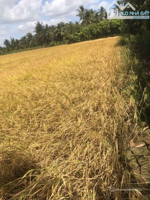 Bán đất nông, lâm nghiệp: BÁN MIẾNG ĐẤT LÚA HƠN 4CÔNG NẰM GIỮA ĐƯỜNG VÕ VĂN KIỆT