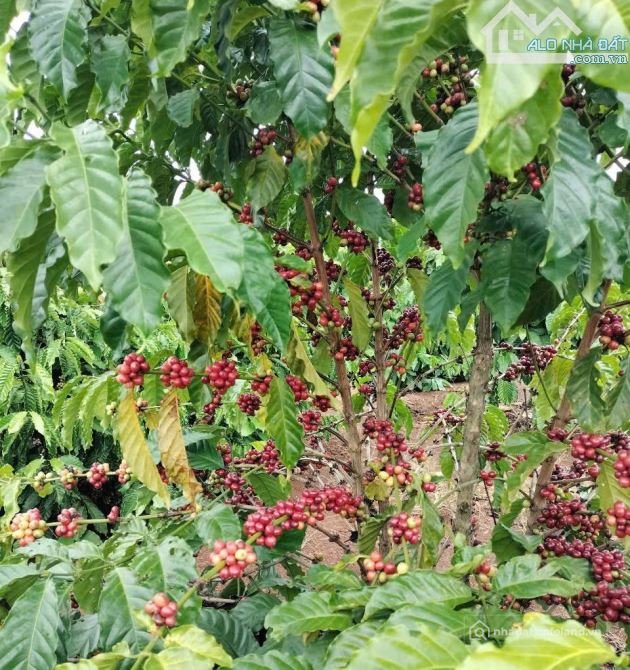 Bán đất nông, lâm nghiệp: ĐẤT SÀO 2 MẶT TIỀN VIEW HỒ BA VÒI- HÒA KHÁNH- BMT