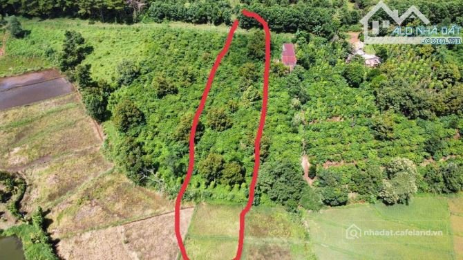 Bán đất nông, lâm nghiệp: 2sào đất view ruộng hẻm Trường Chinh sau trường Lý Ch