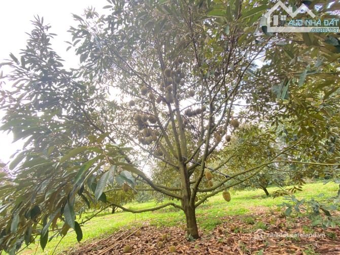 Bán đất nông, lâm nghiệp: 20ha đất rẫy Sầu Riêng + Cà phê cách trung tâm Pleiku