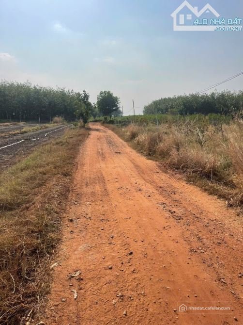 Bán đất nông, lâm nghiệp: Bán vườn trái đang thu hoạch - Xã Truông Mít - Dương M