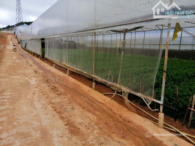 Bán đất nông, lâm nghiệp: Lợi thế tăng giá mạnh lô đất vị trí đẹp 10 x 13m làng