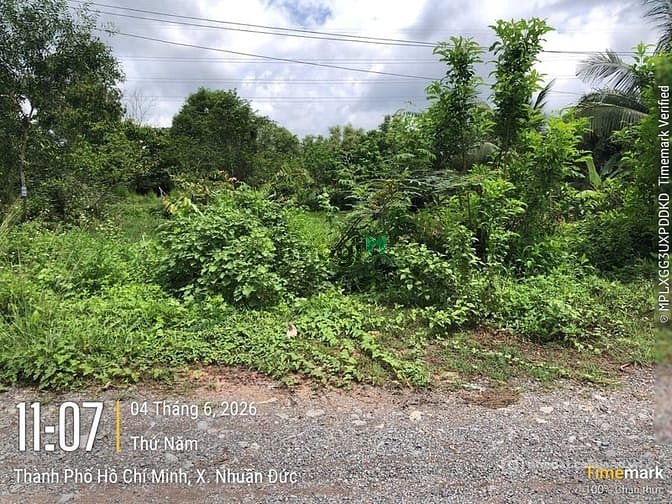 Bán đất nông, lâm nghiệp: Bán Lô Đất Vườn 552m2 mặt tiền Kênh Lí tại Xã Nhuận Đứ