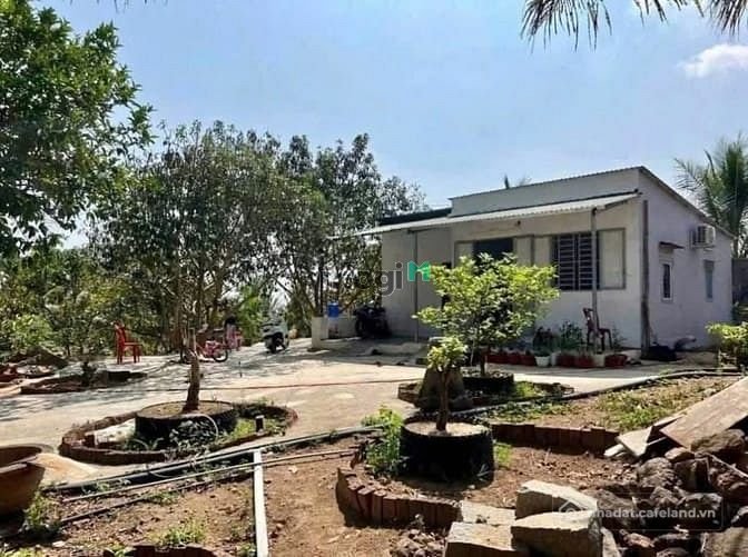 Bán đất nông, lâm nghiệp: Cần bán nhanh nhà vườn cây ăn trái 1300m2 Sẵn thổ cư c