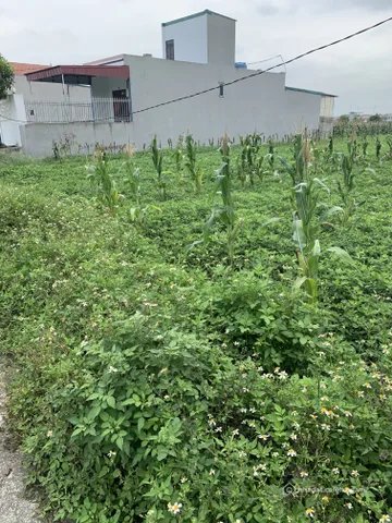 Cho thuê đất: Cho thuê Đất 100000m2 có sẵn 200 m2 thổ cư giá 5 triệu tại Đường X