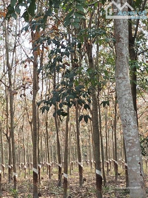 Bán đất nông, lâm nghiệp: Bán 26 mẫu cao sau đang thu hoạch an cơ chỉ 1 tỷ 700 /
