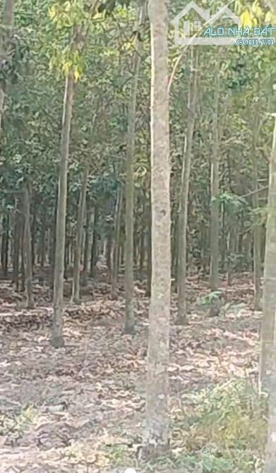 Bán đất nông, lâm nghiệp: BÁN 12 MẪU CAO SU TÂN CHÂU TÂY NINH CHỈ 1 TỶ 650 / MẪU