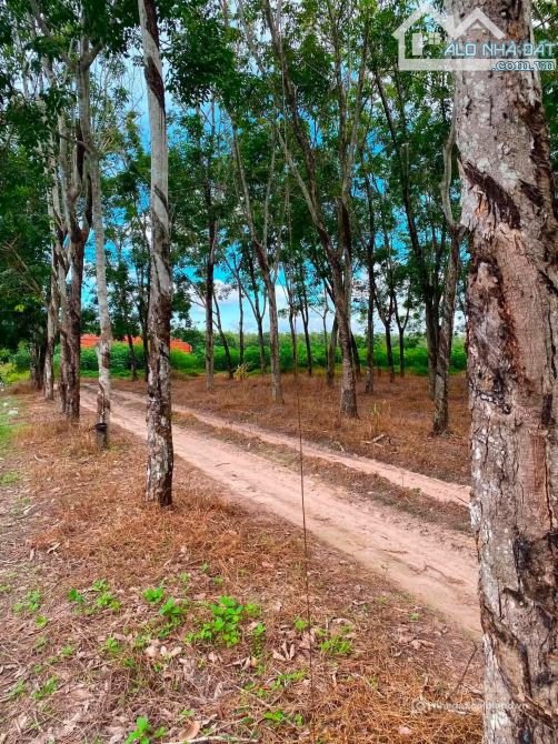 Bán đất nông, lâm nghiệp: Bán 5 mẫu đất suối dâu Tây Ninh chỉ 5 tỷ 500