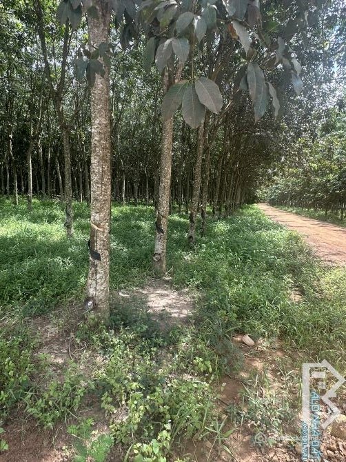 Bán đất nông, lâm nghiệp: Bán 100 mẫu cao su tân lập Tân Biên chỉ 1 tỷ 800 / mẫu