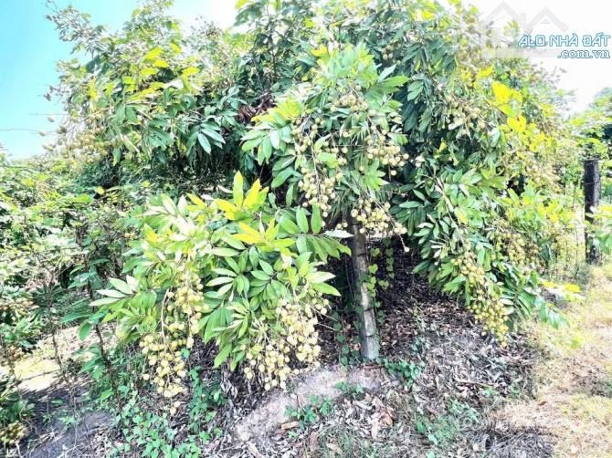 Bán đất nông, lâm nghiệp: Bán vườn nhân 2,4 mẫu chà vong chỉ có 3 tỷ 600