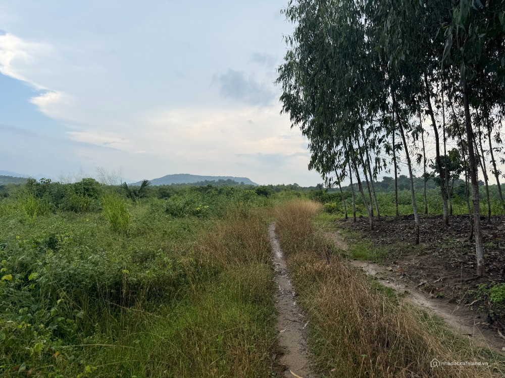 CHỈ 800 TRIỆU - KHOẢNG 9.000M² ĐẤT TÂN MINH - LÂM ĐỒNG