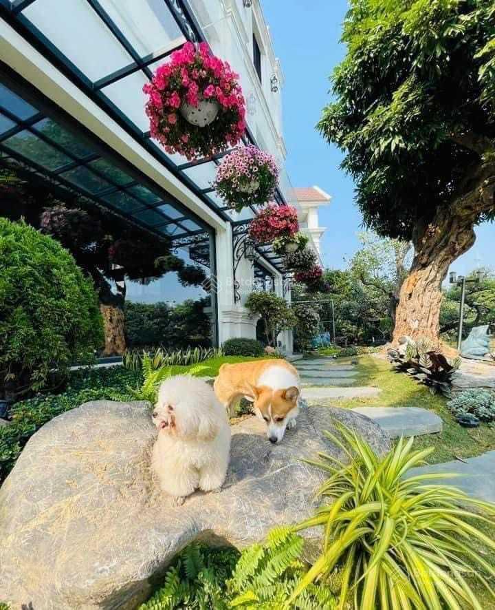 Bán lô góc bằng lăng 1201, khu vip 648m², đất vuông, hoàn thiện 260tỷ, sông đẹp vinhomes