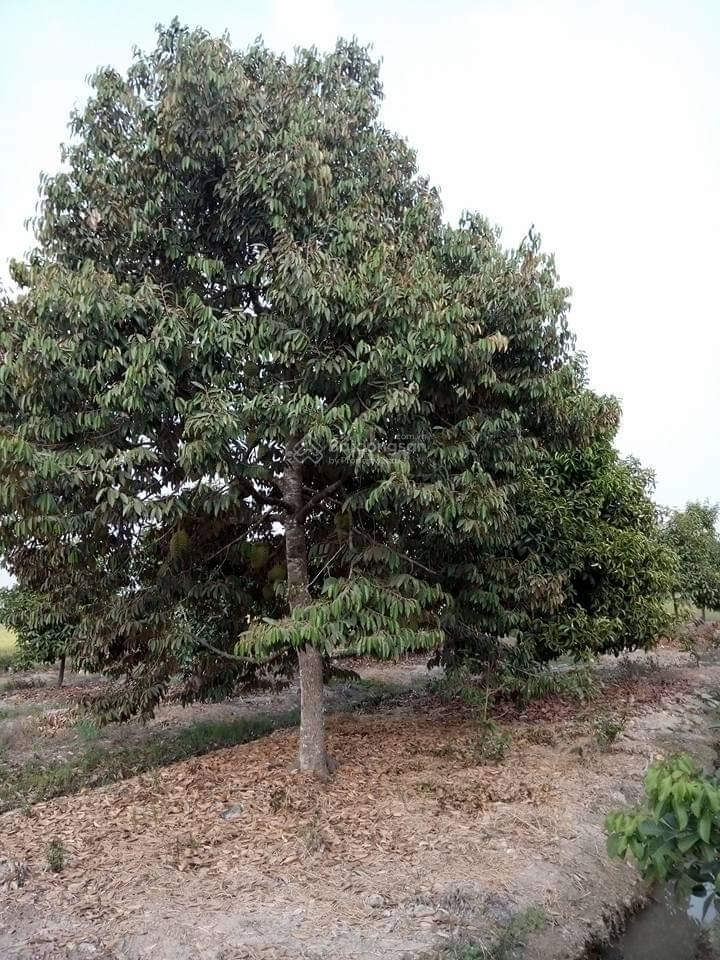 Bán đất trồng cây lâu năm xã phú đông, huyện nhơn trạch, đồng nai. dt 5000m2, giá 20 tỷ