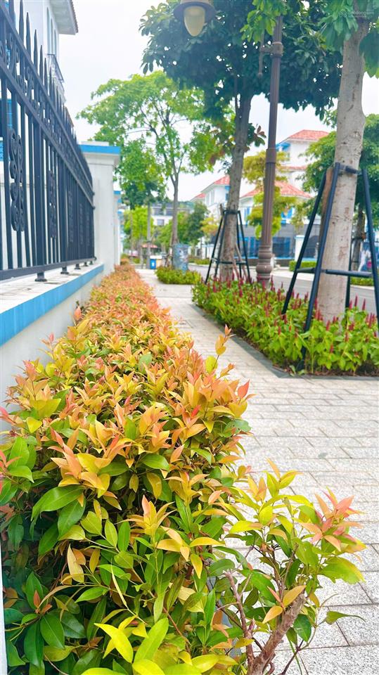 Bán bt song lập 233m2 khu malloca đẹp của dự án sun feria hạ long