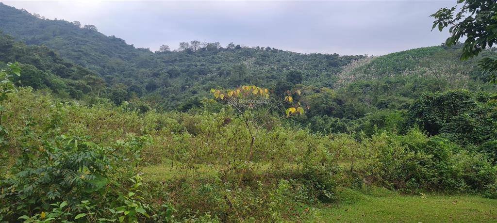 Bán 64ha đất rừng sx giá rẻ 180tr/ha tại kim bôi, hòa bình