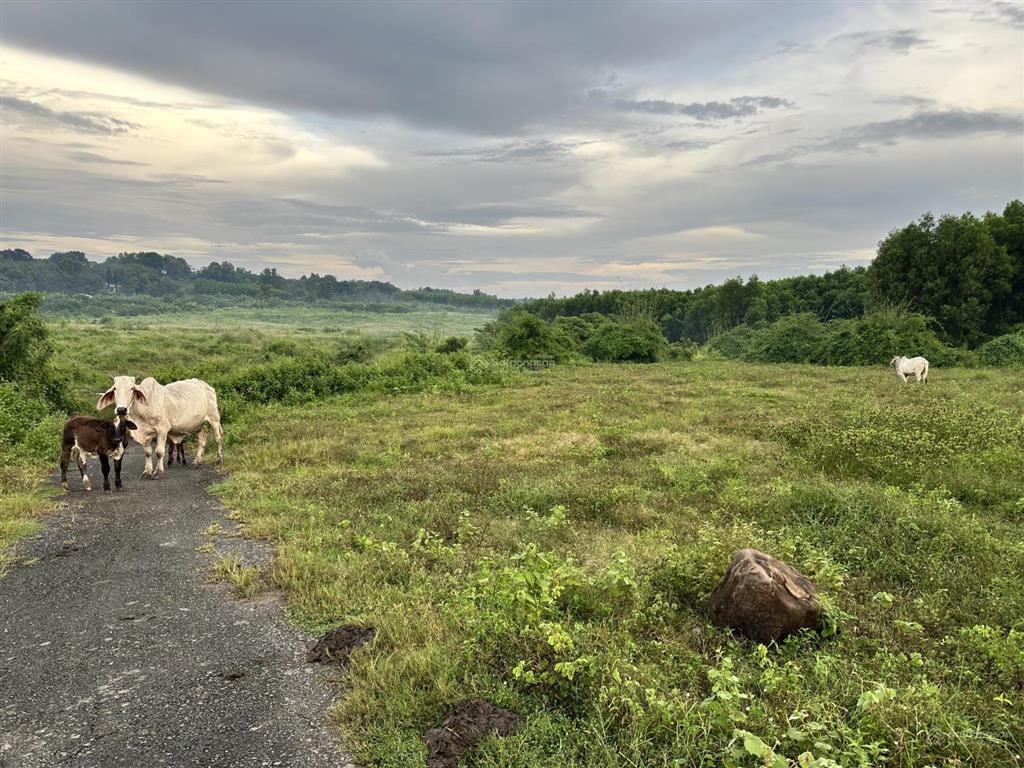 Bán đất 1000m2, đường ô tô, 2.5 tỷ tại đường phước bình, xã phước thái, sát sân bay long thành