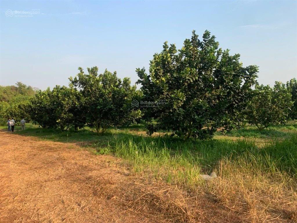 Em chính chủ bán lô vườn bưởi 8700m2, trên đất đang trồng bưởi 7 năm tuổi, cách chợ mã đà 5km