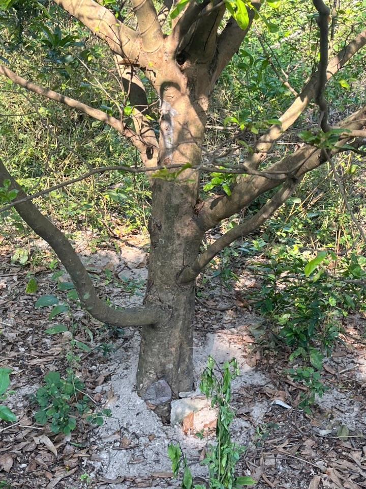 Bán đất