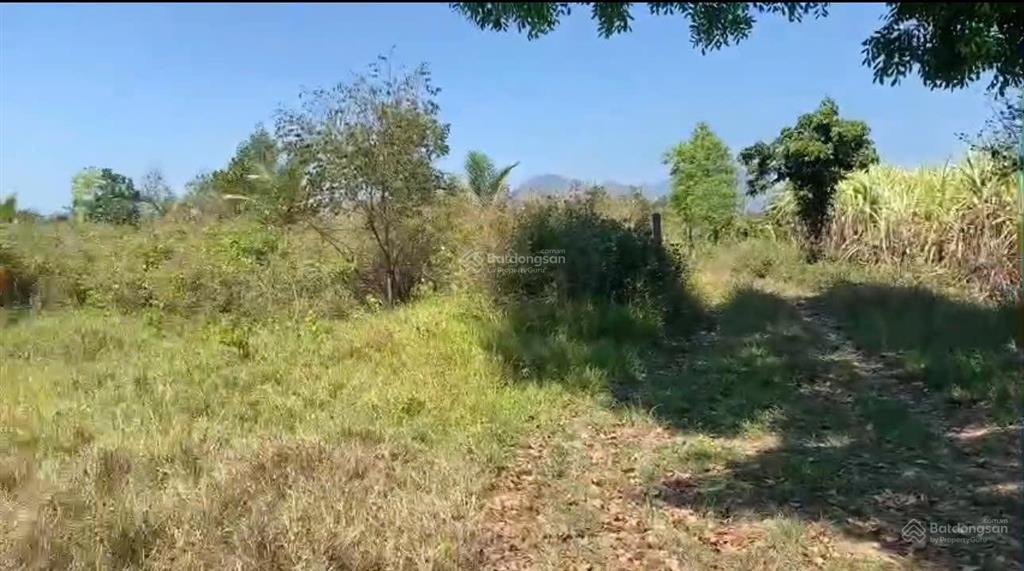 Cần bán lô đất thôn xóm mới, xã tây ninh hòa (ninh tây) dt 15.399m²