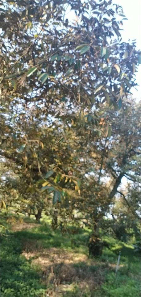 Siêu rẻ! đất có dòng tiền hiếm có 1,8ha sầu riêng thu 10 tấn/năm, chủ bán gấp 7 tỷ