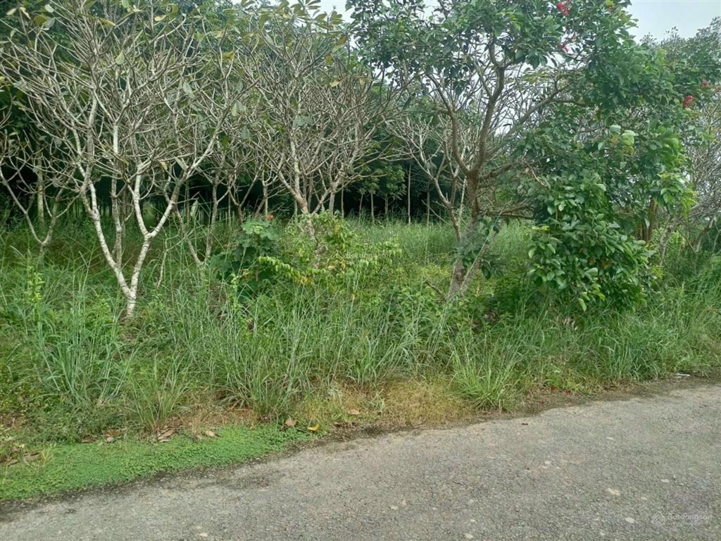 Không có lô thứ hai 1410m2, có 100m2 thổ cư, giá chỉ 2,7 tỷ