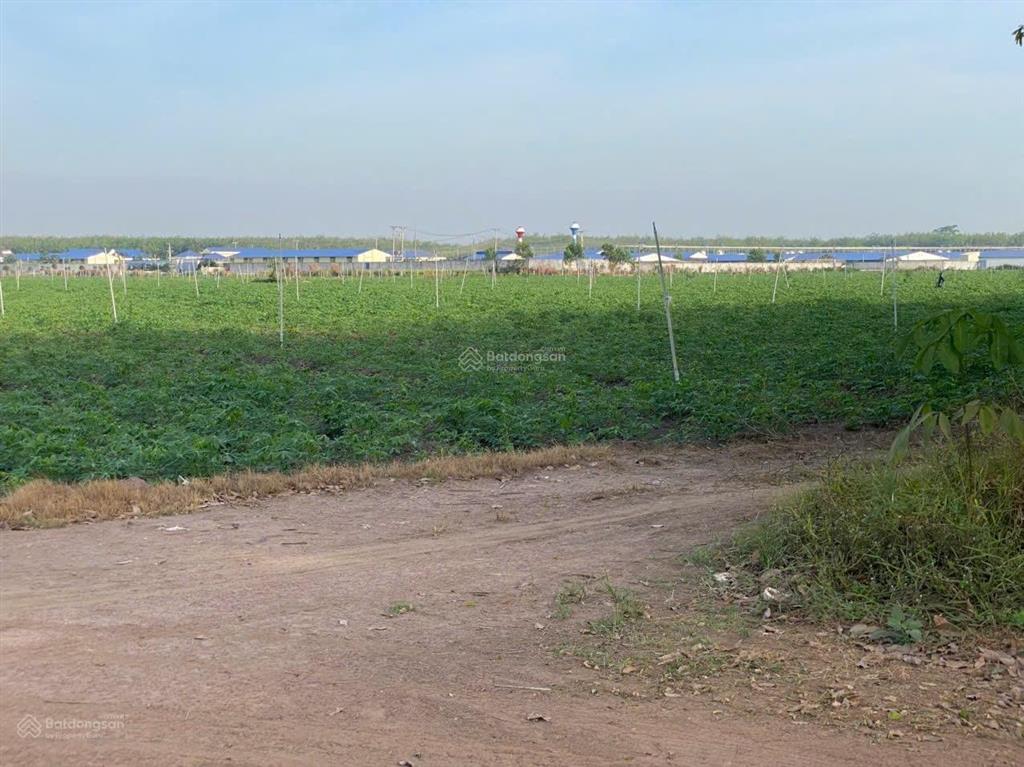 Bán lô đất 10 hecta giá cực rẻ đường lớn tại tân châu, tây ninh hiện đang cho thuê trồng mì