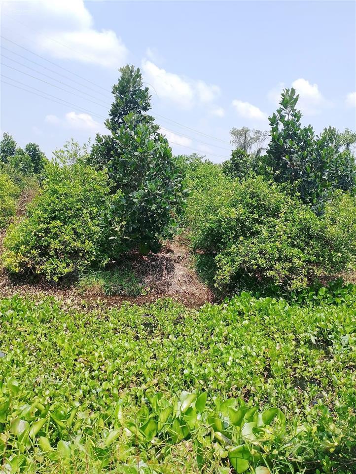 Bán đất tại ấp mỹ tường, thiện trung, cái bè, nay là ấp mỹ tường, xã mỹ thiện, đồng tháp