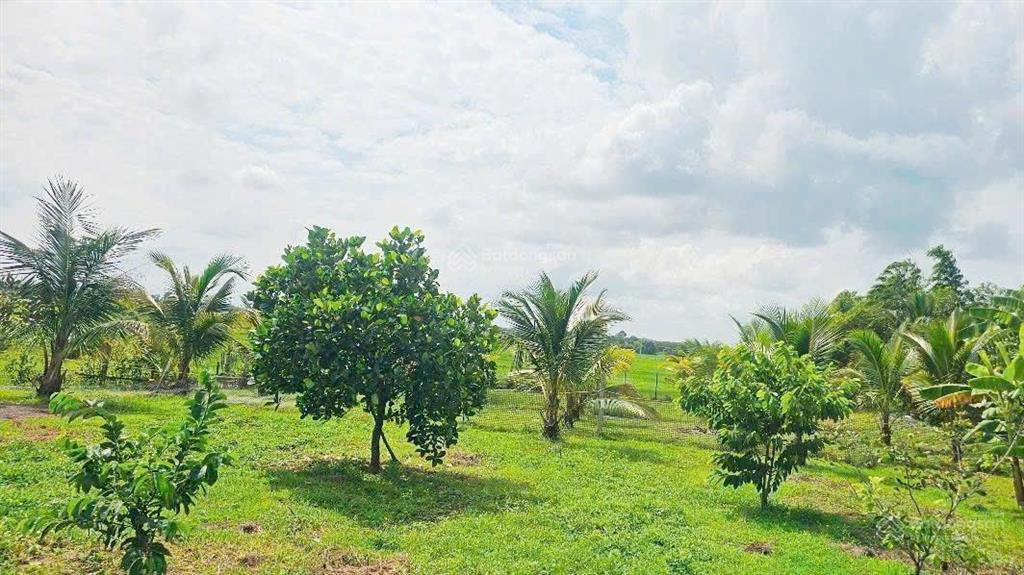 Giảm 4,35 tỷ sở hữu 4363 m2 vườn cây ăn trái tổng hợp tại xã bình giã mặt tiền nhựa view cánh đồng