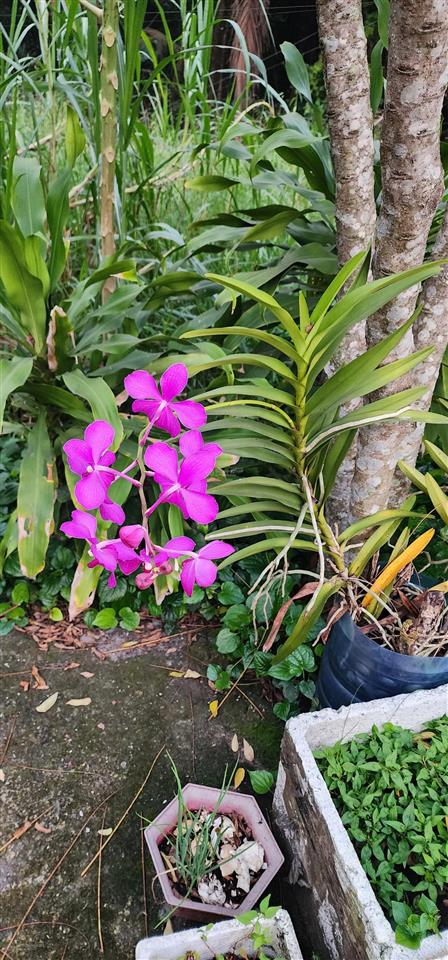 Bán đất thổ cư 0909 884 ***. mặt tiền đường ngay chợ diên lộc xã bình lộc cũ diên khánh