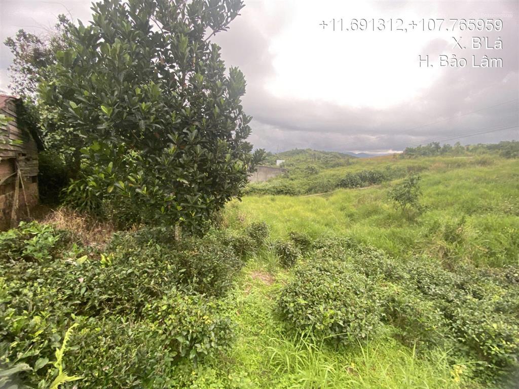 Bán đất tại xã b'lá, huyện bảo lâm, lâm đồng, giá 735 triệu, 616 m2